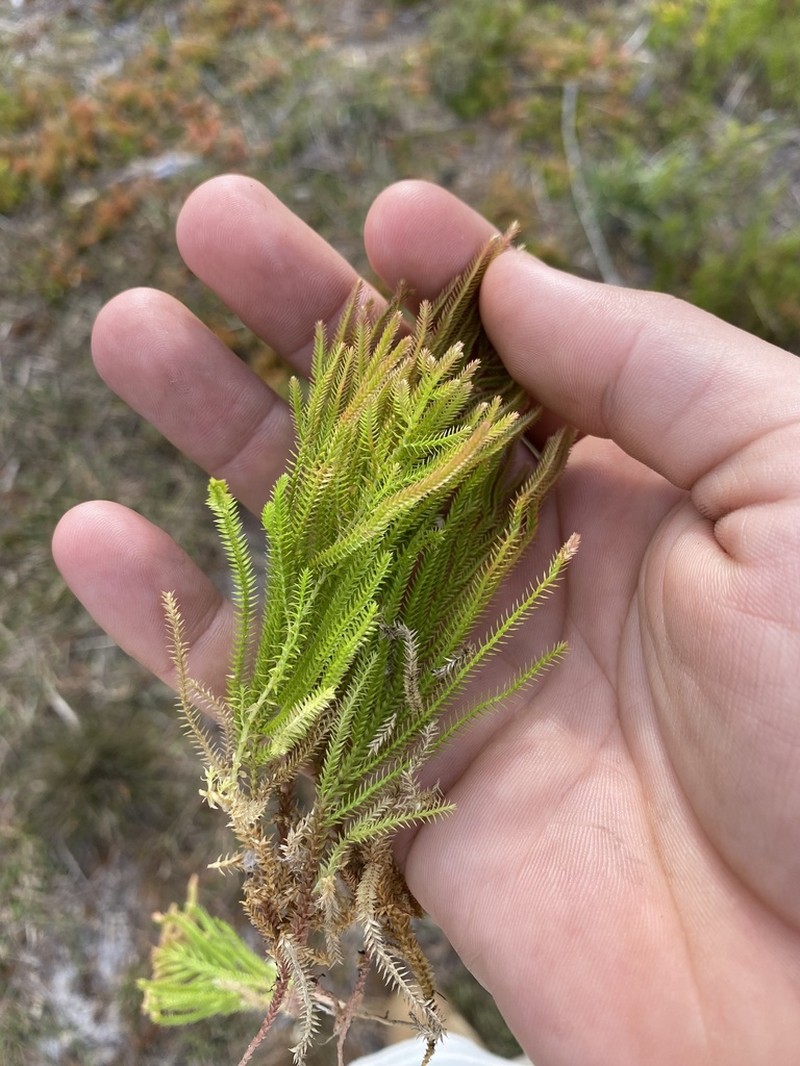 Selaginella uliginosa photo 8