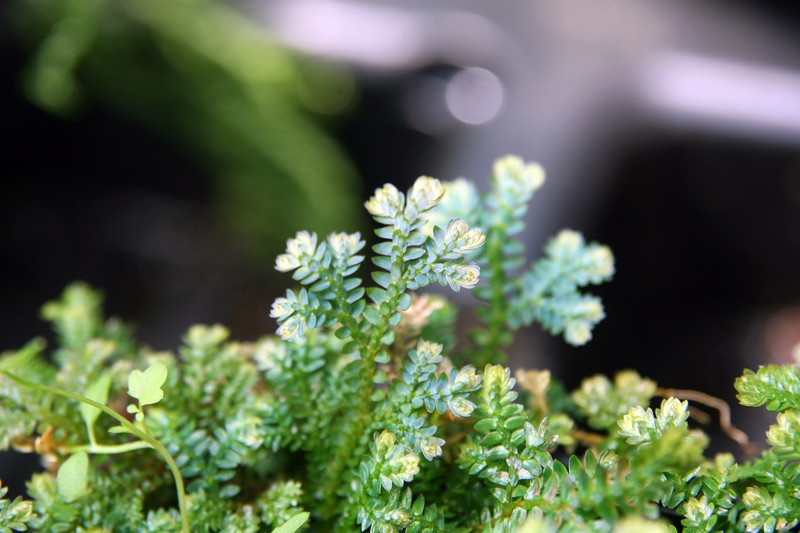 Blue Spikemoss photo 4