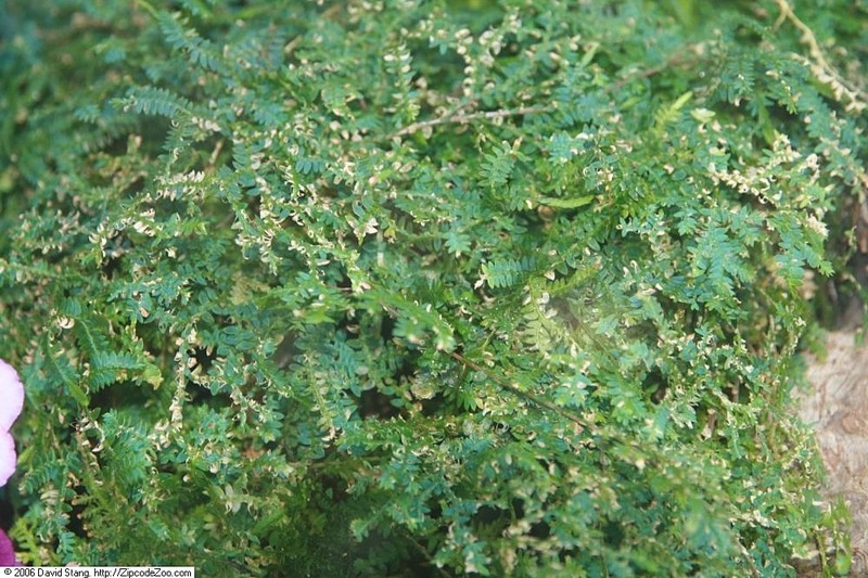 Blue Spikemoss photo 5