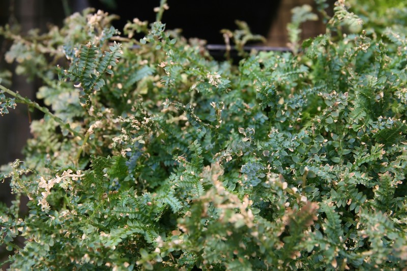 Blue Spikemoss photo 6