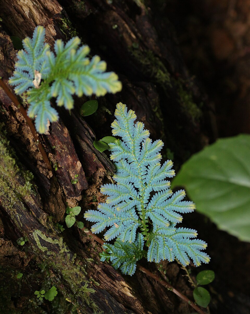 Blue Spikemoss photo 7