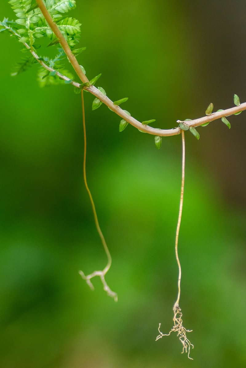 Blue Spikemoss photo 8