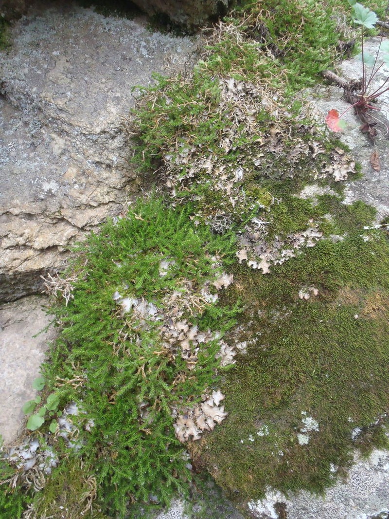 Underwood's Spikemoss