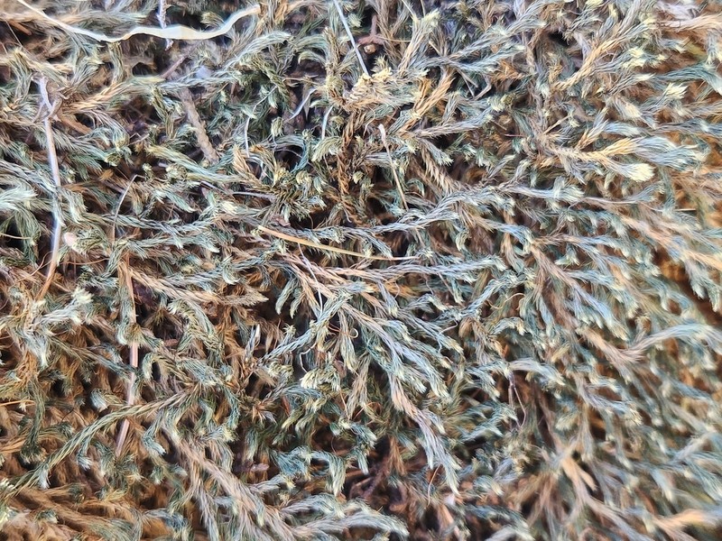 Underwood's Spikemoss photo 2