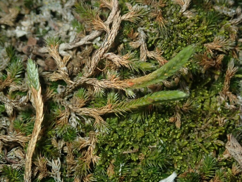 Underwood's Spikemoss photo 3