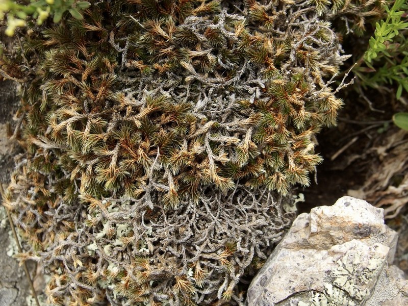 Underwood's Spikemoss photo 6