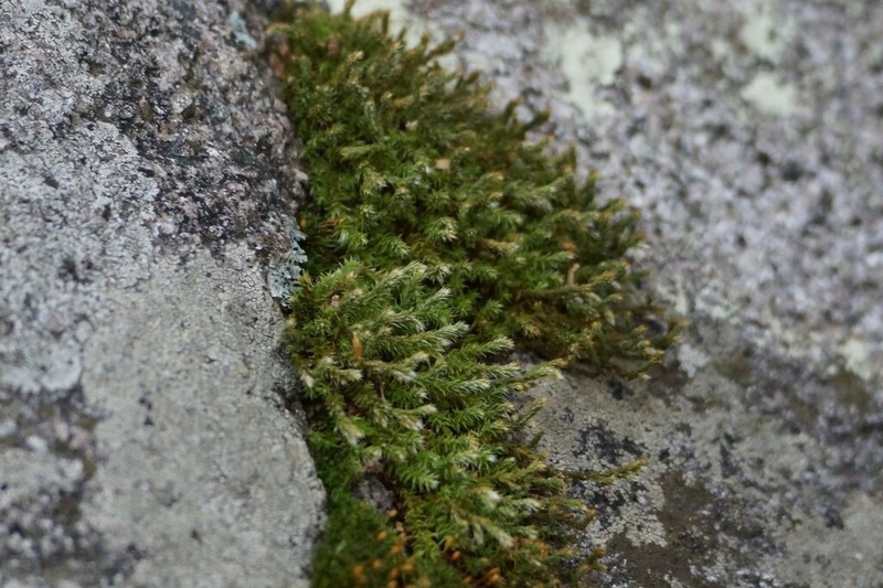 Underwood's Spikemoss photo 7
