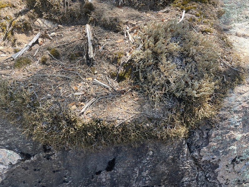 Underwood's Spikemoss photo 8