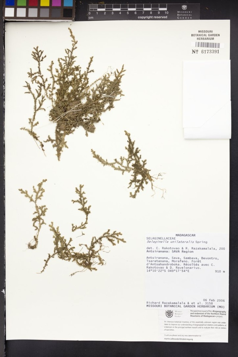 Selaginella unilateralis