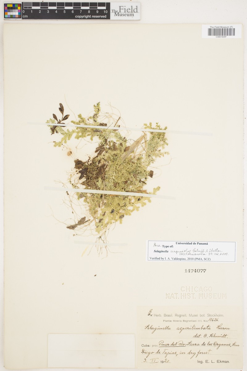 Selaginella urquiolae