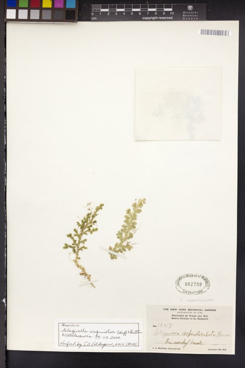 Selaginella urquiolae photo 2