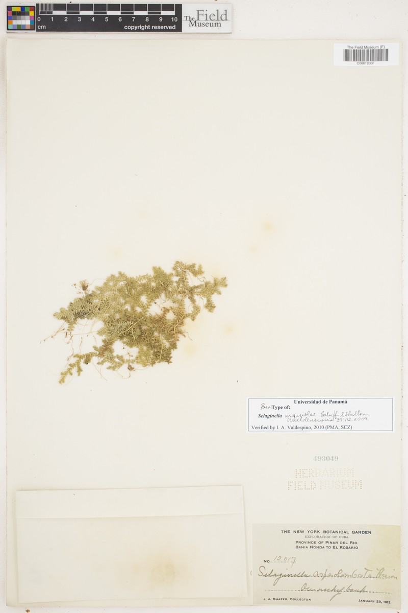 Selaginella urquiolae photo 3