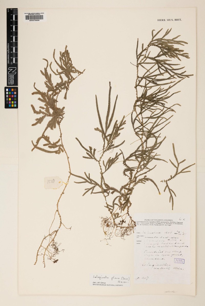 Selaginella usterii