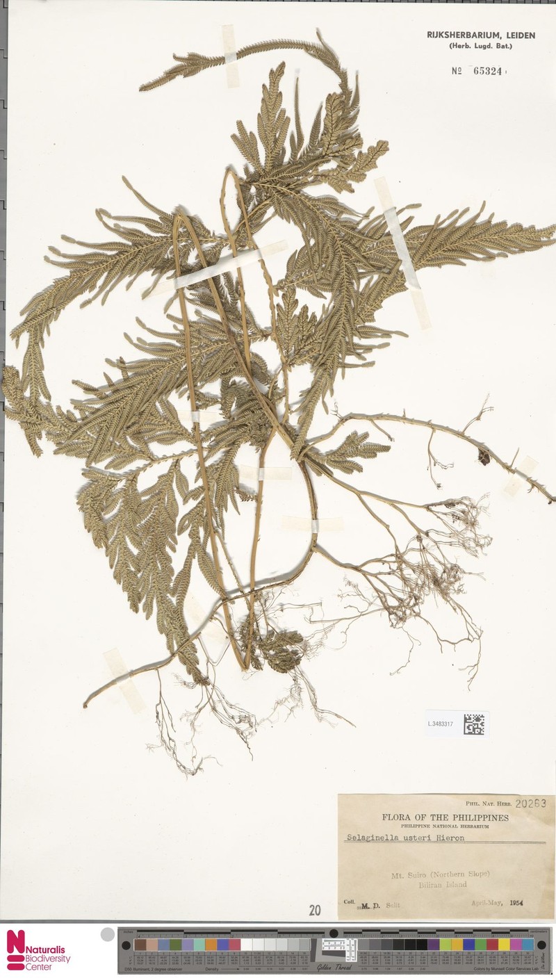 Selaginella usterii photo 2