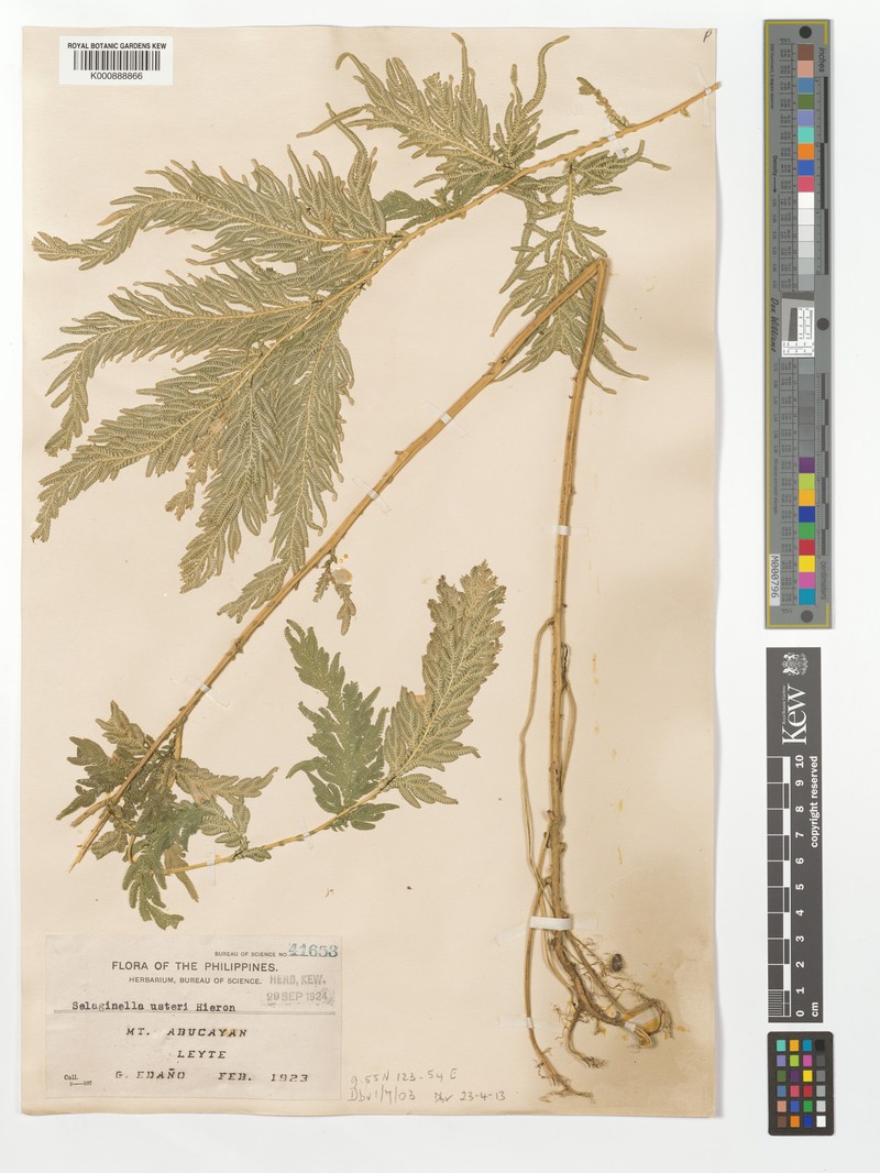 Selaginella usterii photo 3