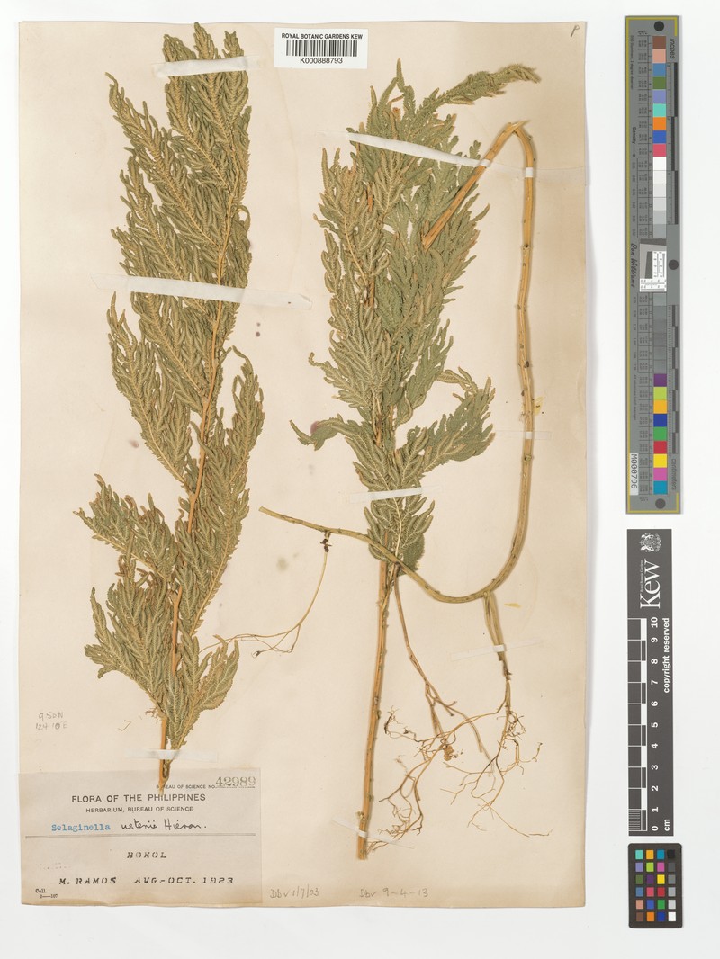 Selaginella usterii photo 4