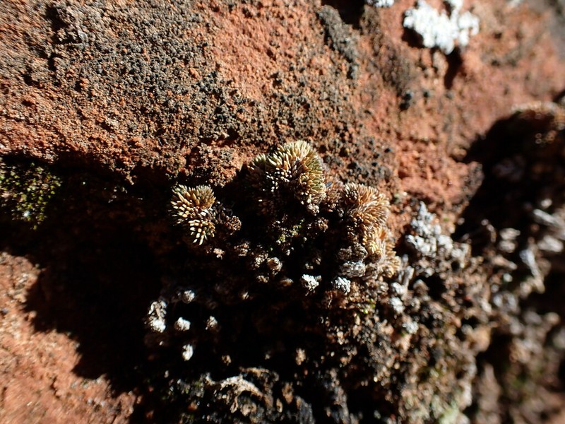 Utah Spikemoss