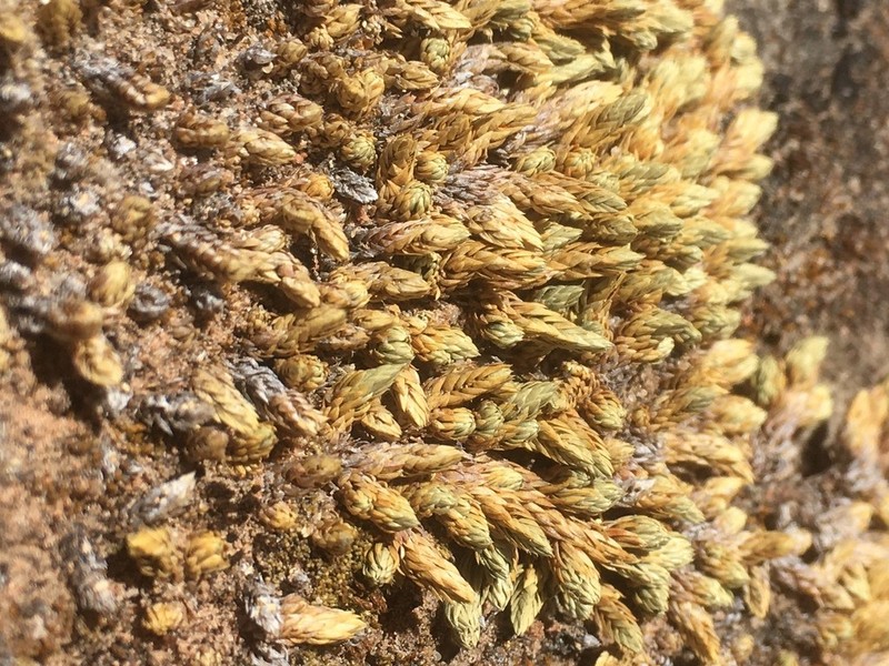 Utah Spikemoss photo 2