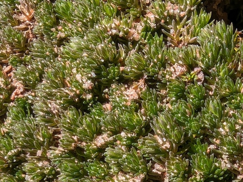 Utah Spikemoss photo 3