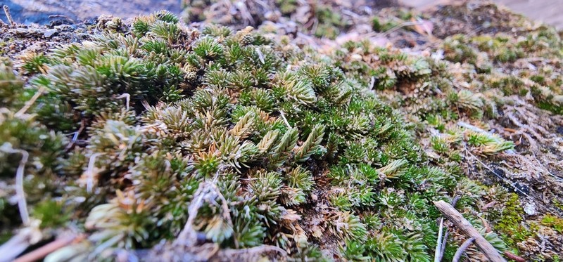 Utah Spikemoss photo 4