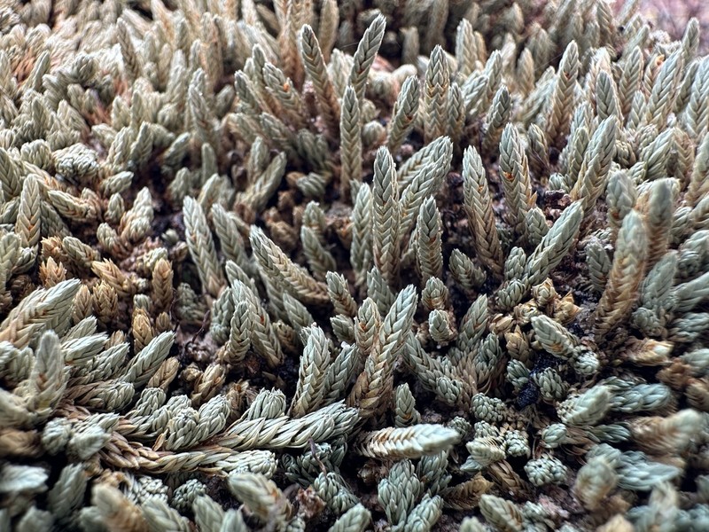 Utah Spikemoss photo 5