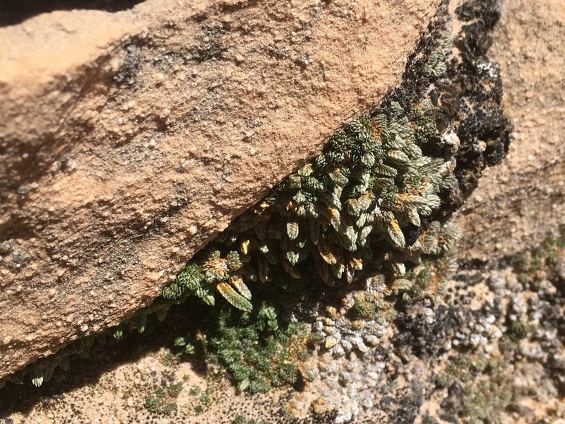 Utah Spikemoss photo 6