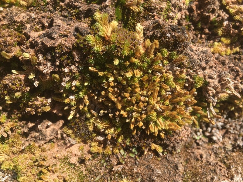 Utah Spikemoss photo 7