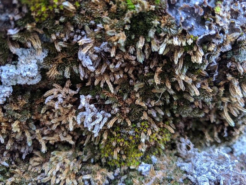 Utah Spikemoss photo 8