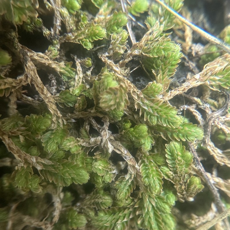 Selaginella vaginata