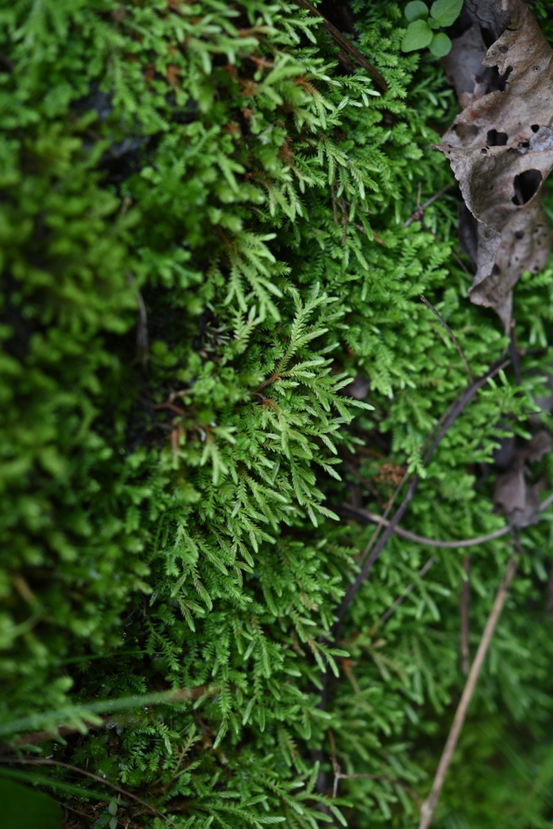 Selaginella vaginata photo 2
