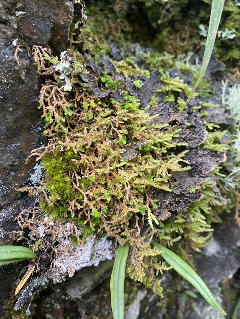 Selaginella vaginata photo 3