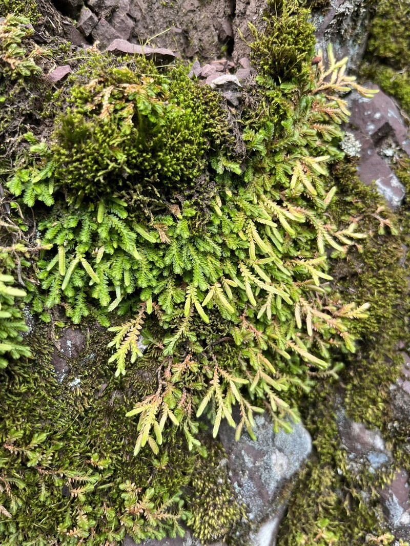 Selaginella vaginata photo 4
