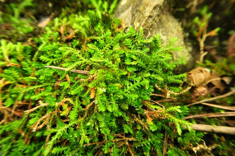Selaginella vaginata photo 5