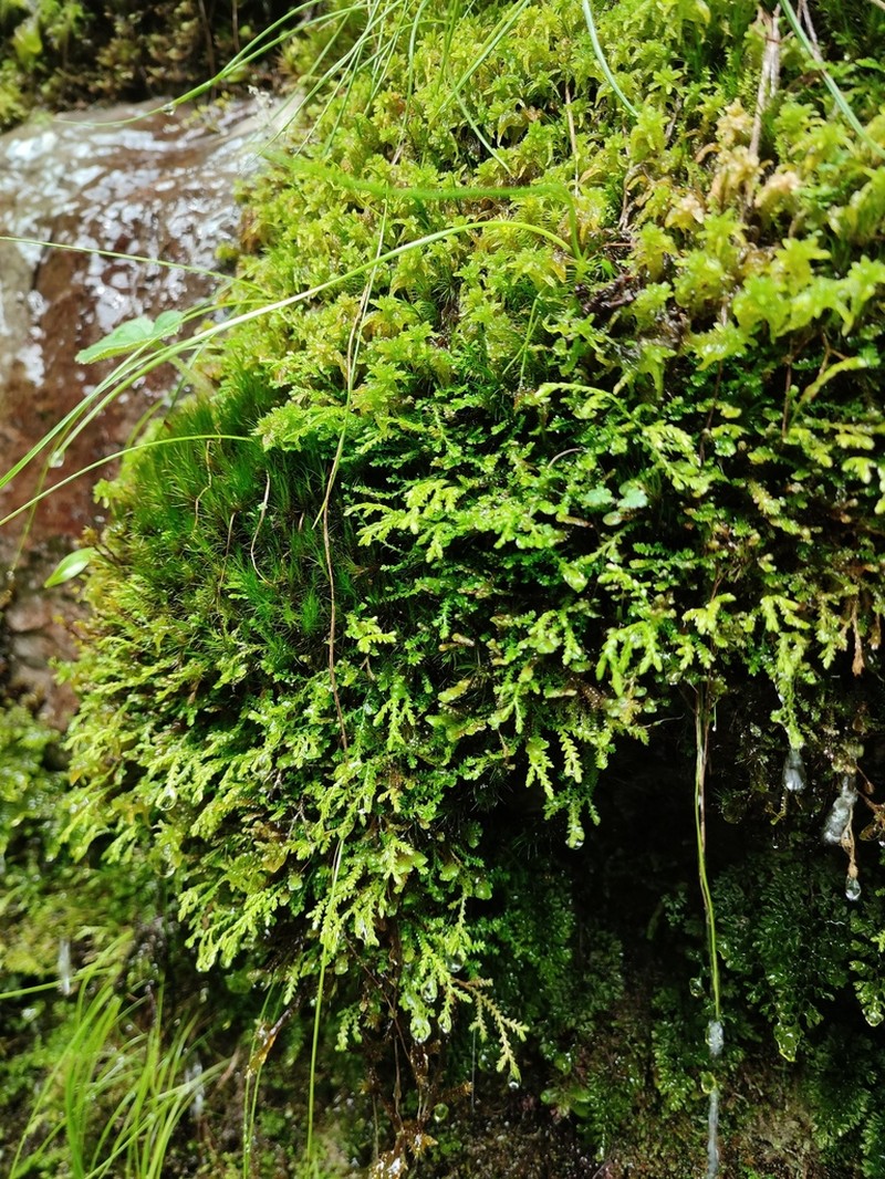Selaginella vaginata photo 6