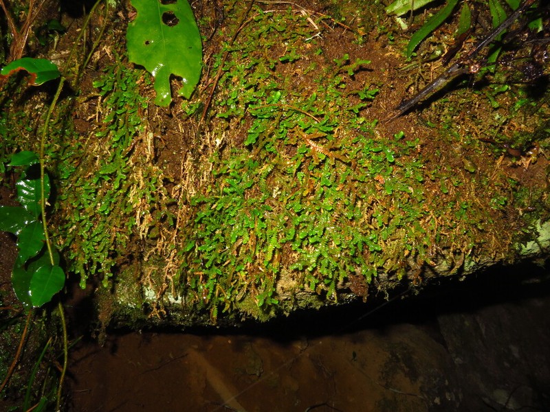 Selaginella vaginata photo 7