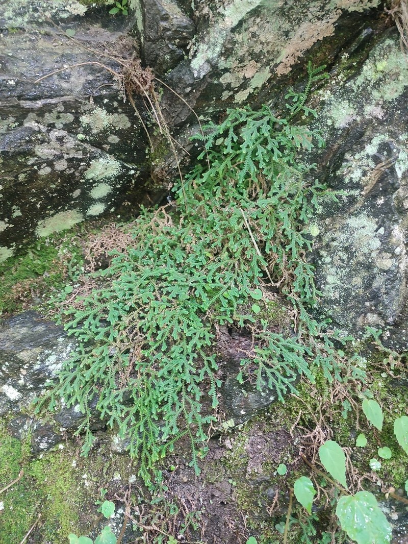 Selaginella vaginata photo 8