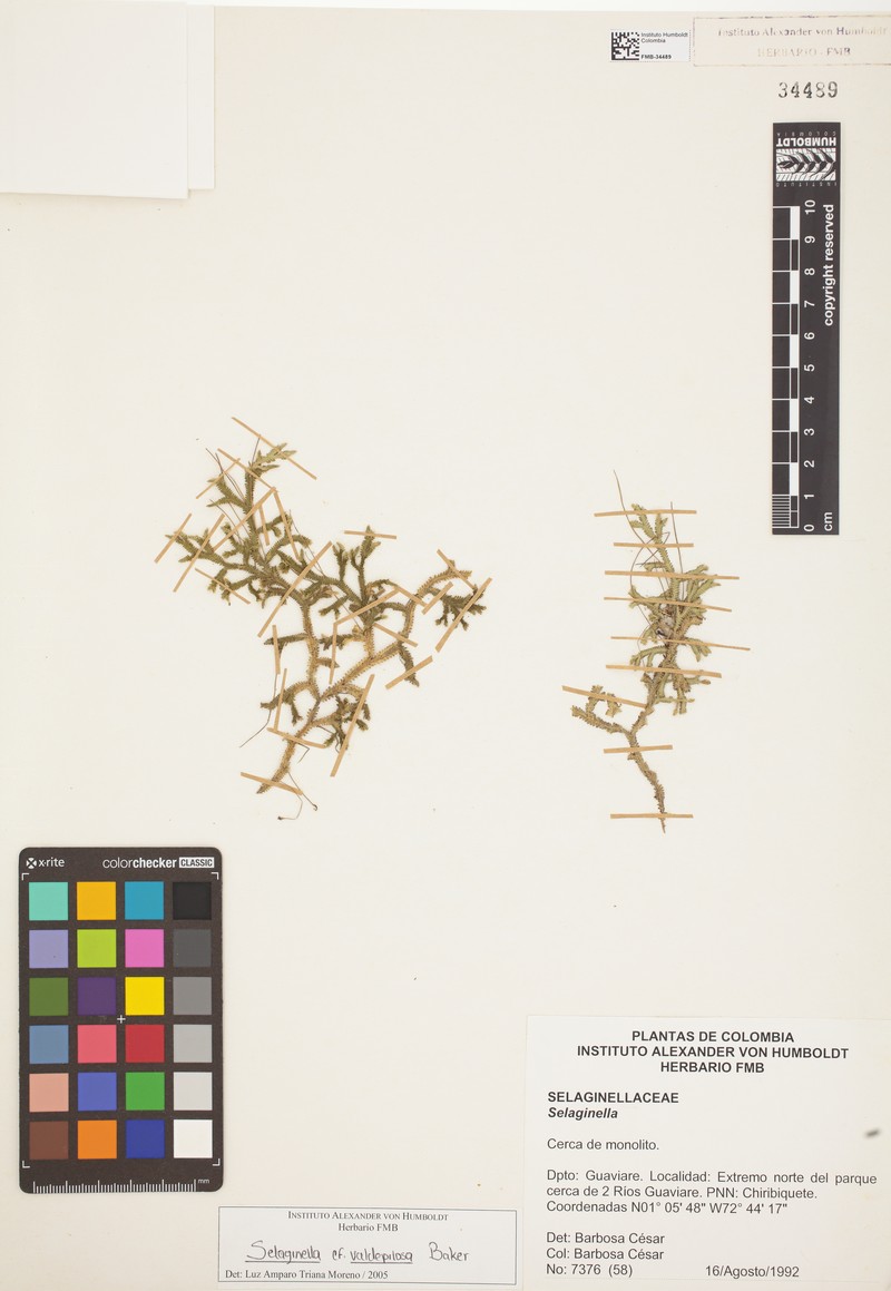 Selaginella valdepilosa