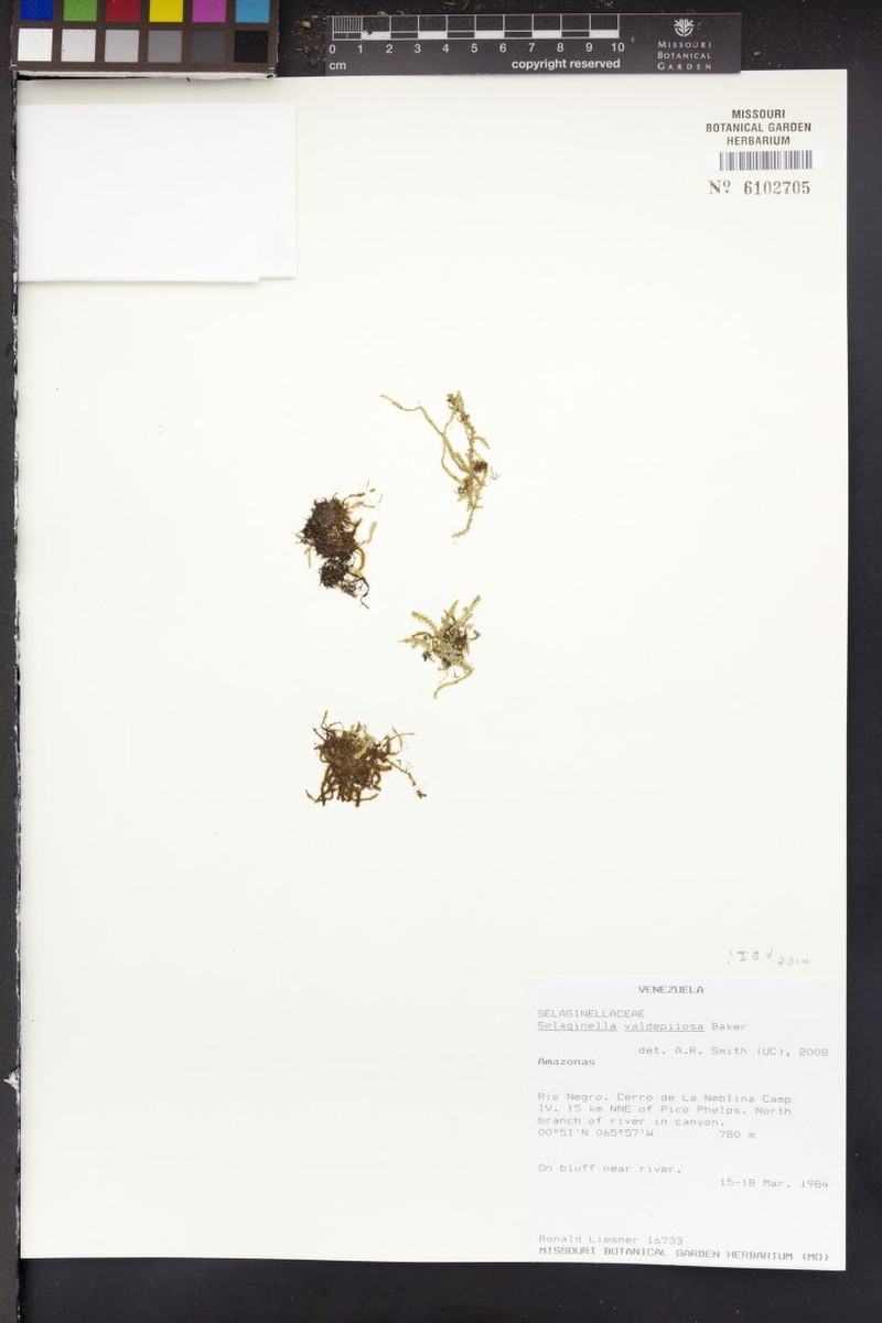 Selaginella valdepilosa photo 3
