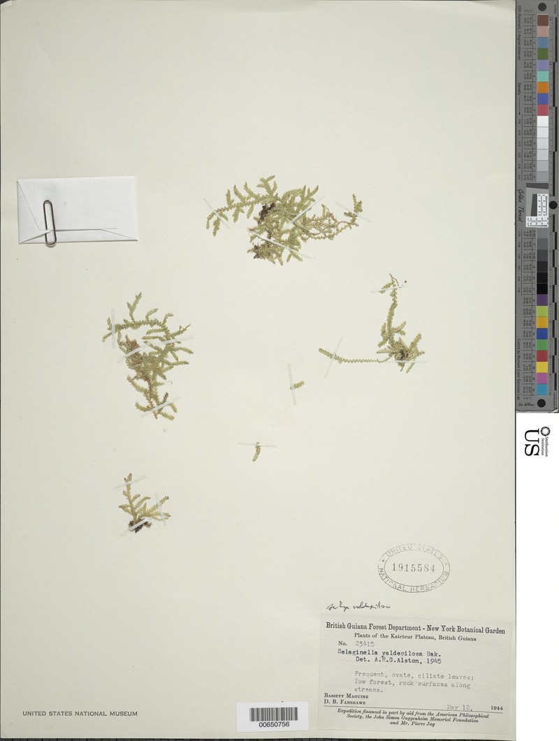 Selaginella valdepilosa photo 4