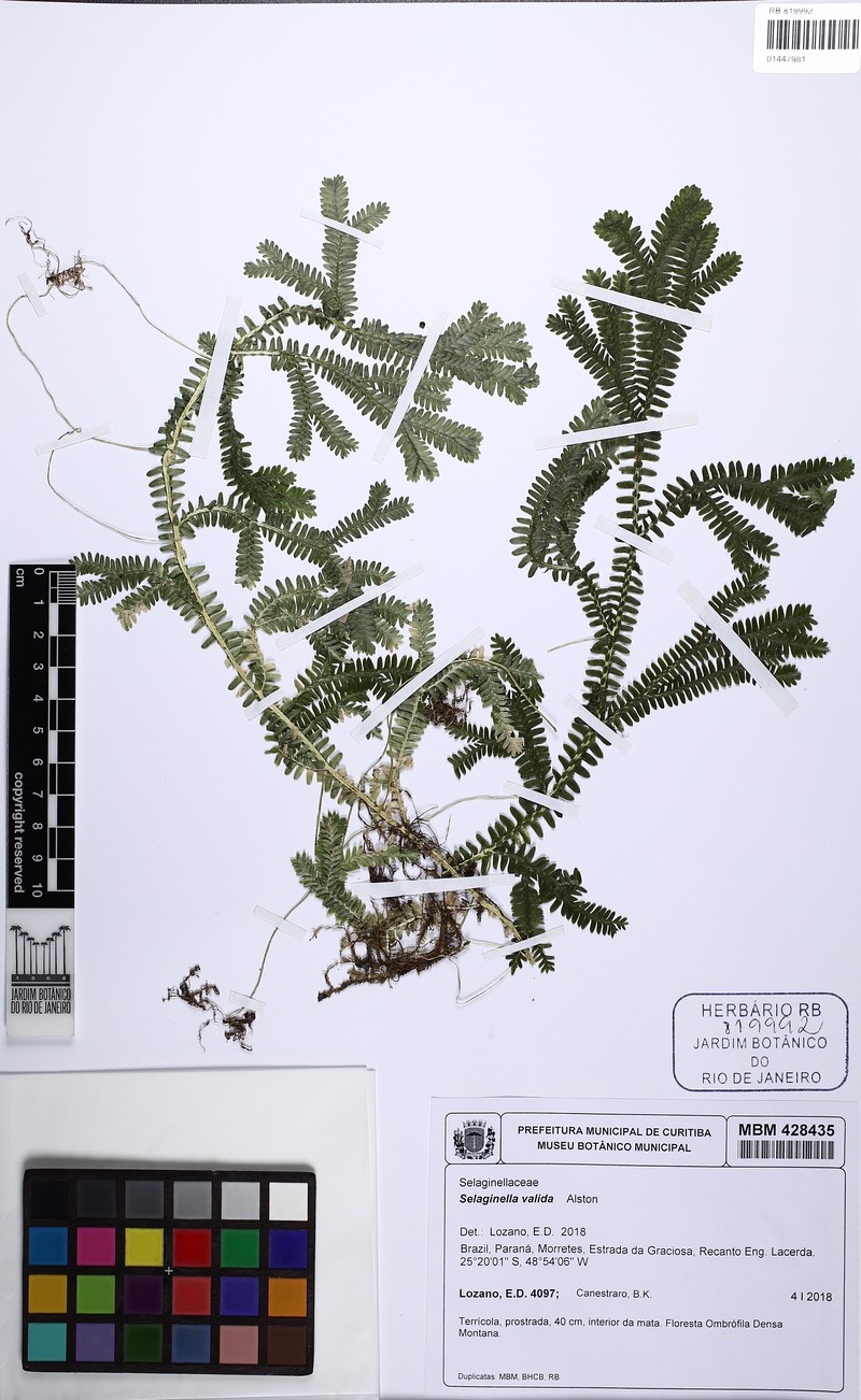 Selaginella valida