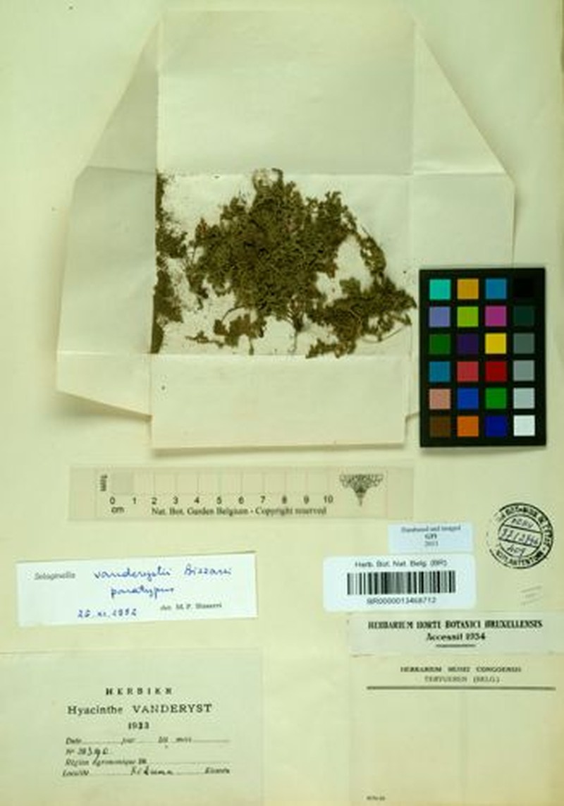 Selaginella vanderystii