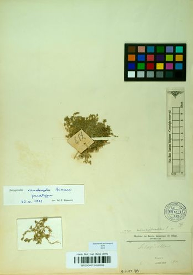 Selaginella vanderystii photo 3