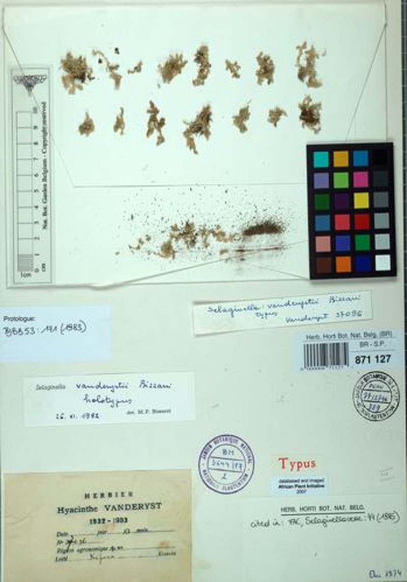 Selaginella vanderystii photo 4