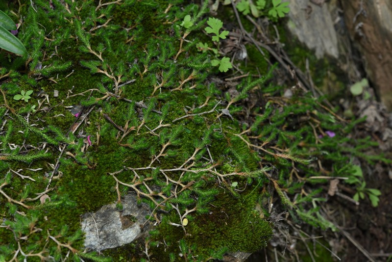 Selaginella vardei