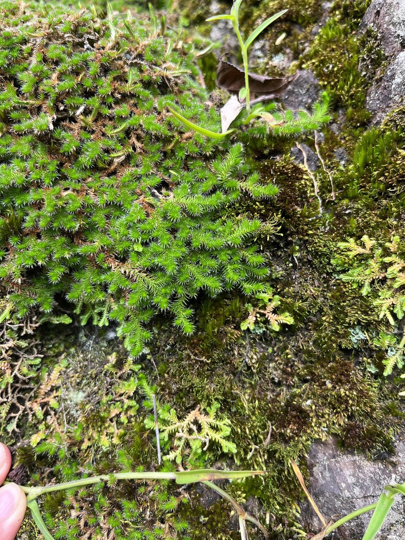 Selaginella vardei photo 2