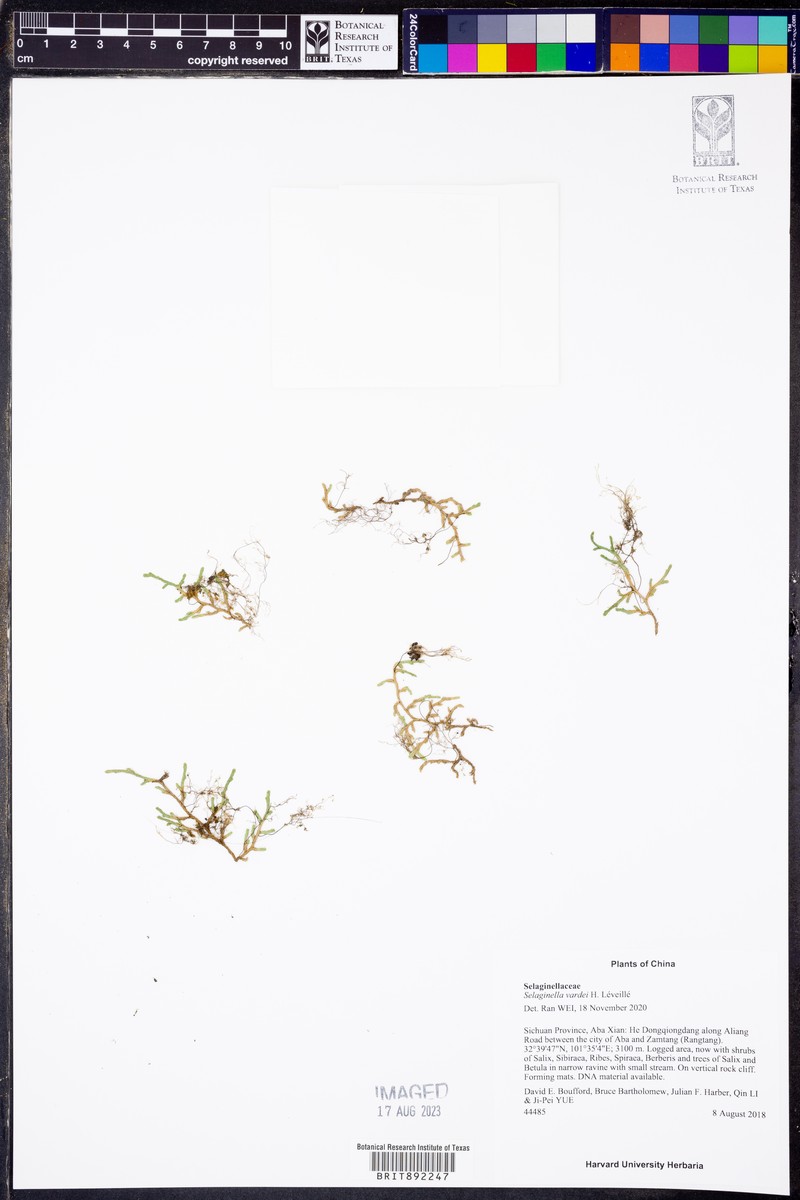 Selaginella vardei photo 3