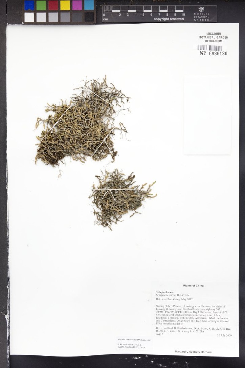 Selaginella vardei photo 4