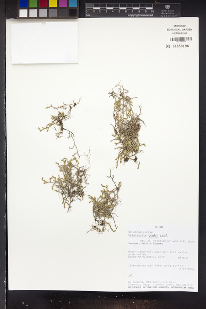 Selaginella vardei photo 5