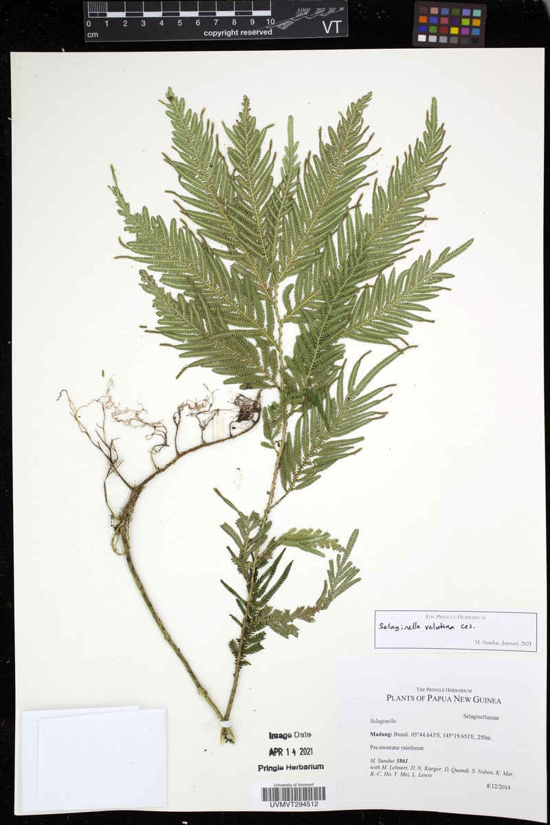 Selaginella velutina photo 2