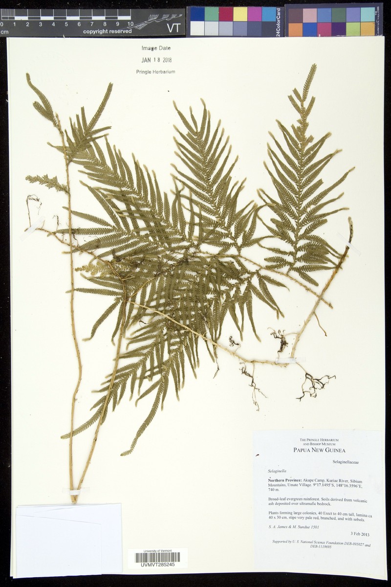 Selaginella velutina photo 3